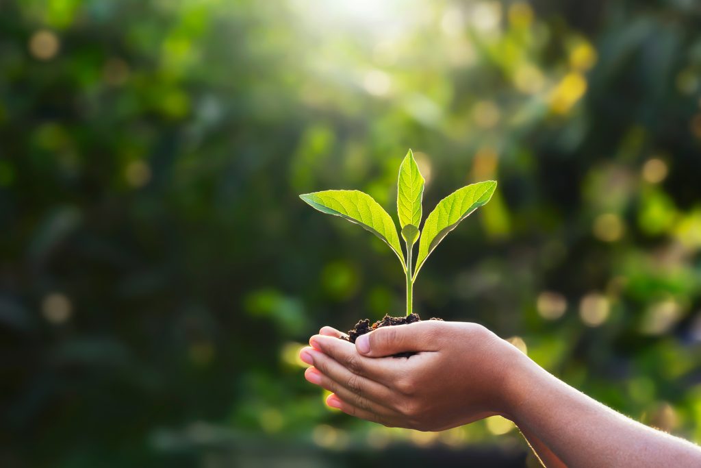 A person holds a small green seedling with soil in their hands against a blurred, sunlit outdoor background.