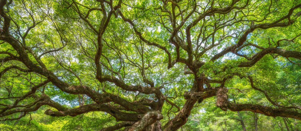 Vue panoramique sur des branches d'arbres étendues, aux feuilles vertes et denses, vues d'en bas sur fond de ciel lumineux et entourées d'une végétation luxuriante.